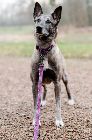 CHABA Smycz regulowana Story III S 16mm/260cm Lakota