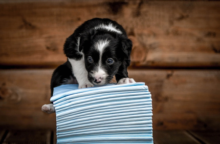 Zolux Podkłady higieniczne dla psa do nauki czystości 60 x 60 cm - 30 sztuk