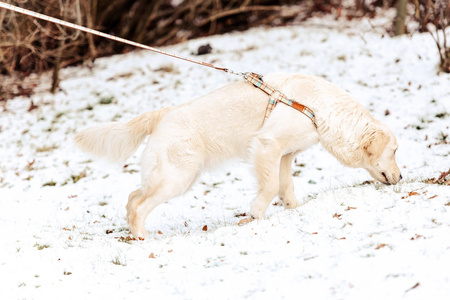 *- ZOLUX Szelki IMAO SCOTT 20 mm kol. niebieski