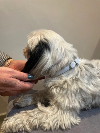 FRANCODEX PL Obroża na kleszcze PREVENDOG 35 cm dla psów do 5 kg - 2 szt