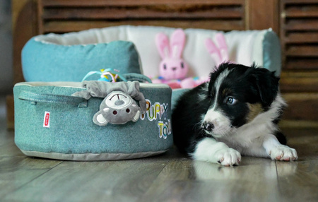 *- ZOLUX Legowisko PUPPY 45 cm 48x43x22 cm