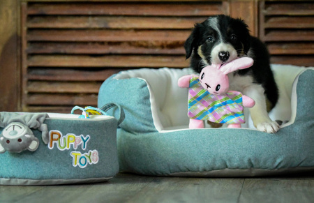 *- ZOLUX Legowisko PUPPY 45 cm 48x43x22 cm