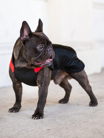 CHABA KUBRAK REGULOWANY MAGNIFIQUE `XL` RED SUNSET