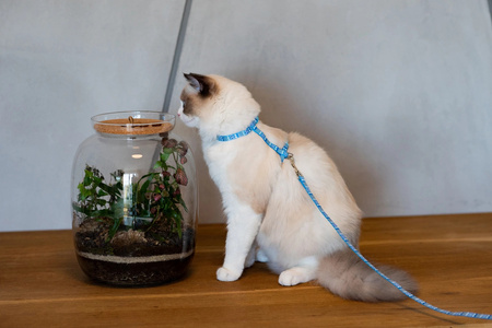 Zolux Smycz dla kota nylonowa ETHNIC  kol. niebieski