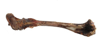 ARAMI B KOŚĆ JELENIA DUŻA