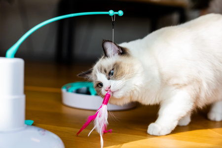 ZOLUX Zabawka dla kota interaktywna Cat Player 2 34,5 cm